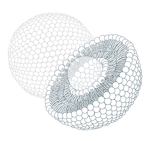 LIPOID_illu_liposom_ganz_und-halb_linear.jpg